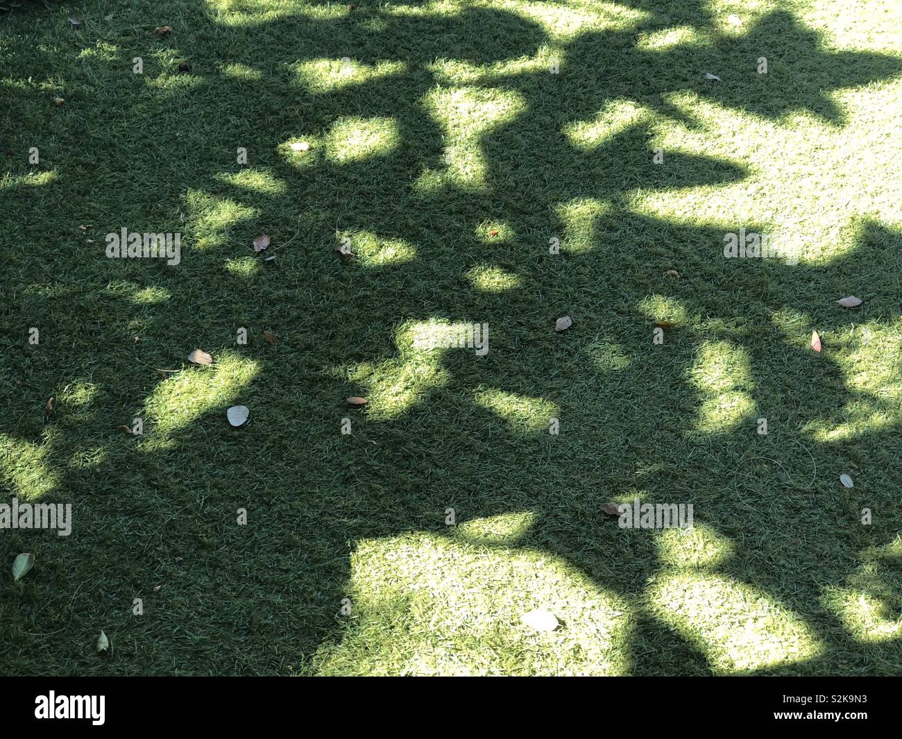 Schatten auf dem Rasen - Smartphone-aufgenommenes Stockfoto