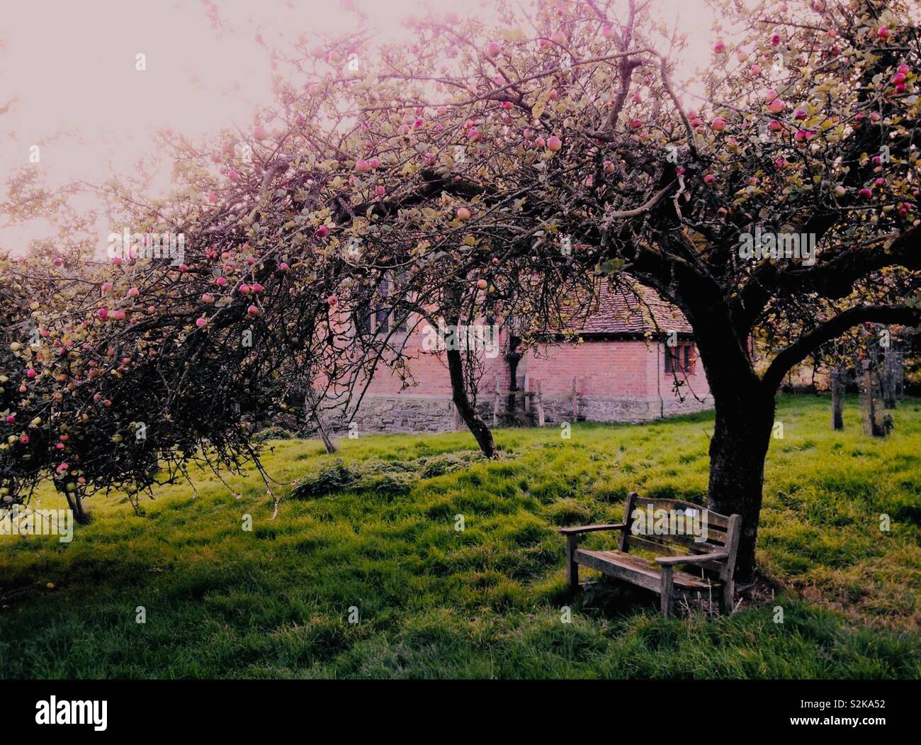 Alten Apfelbaum im Orchard - Smartphone-aufgenommenes Stockfoto