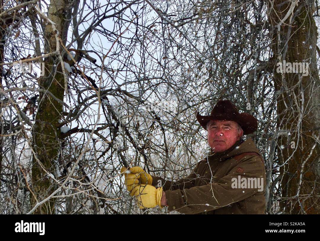 Wyoming Rancher grabbing Zweig beim Klettern bis Snowbank - Smartphone-aufgenommenes Stockfoto