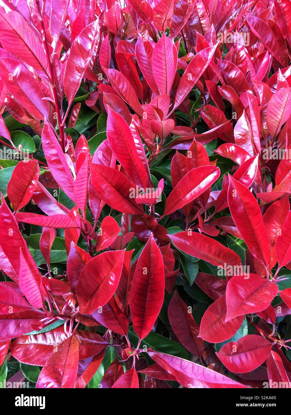 Neue rote Blätter von einem grünen Strauch Stockfoto