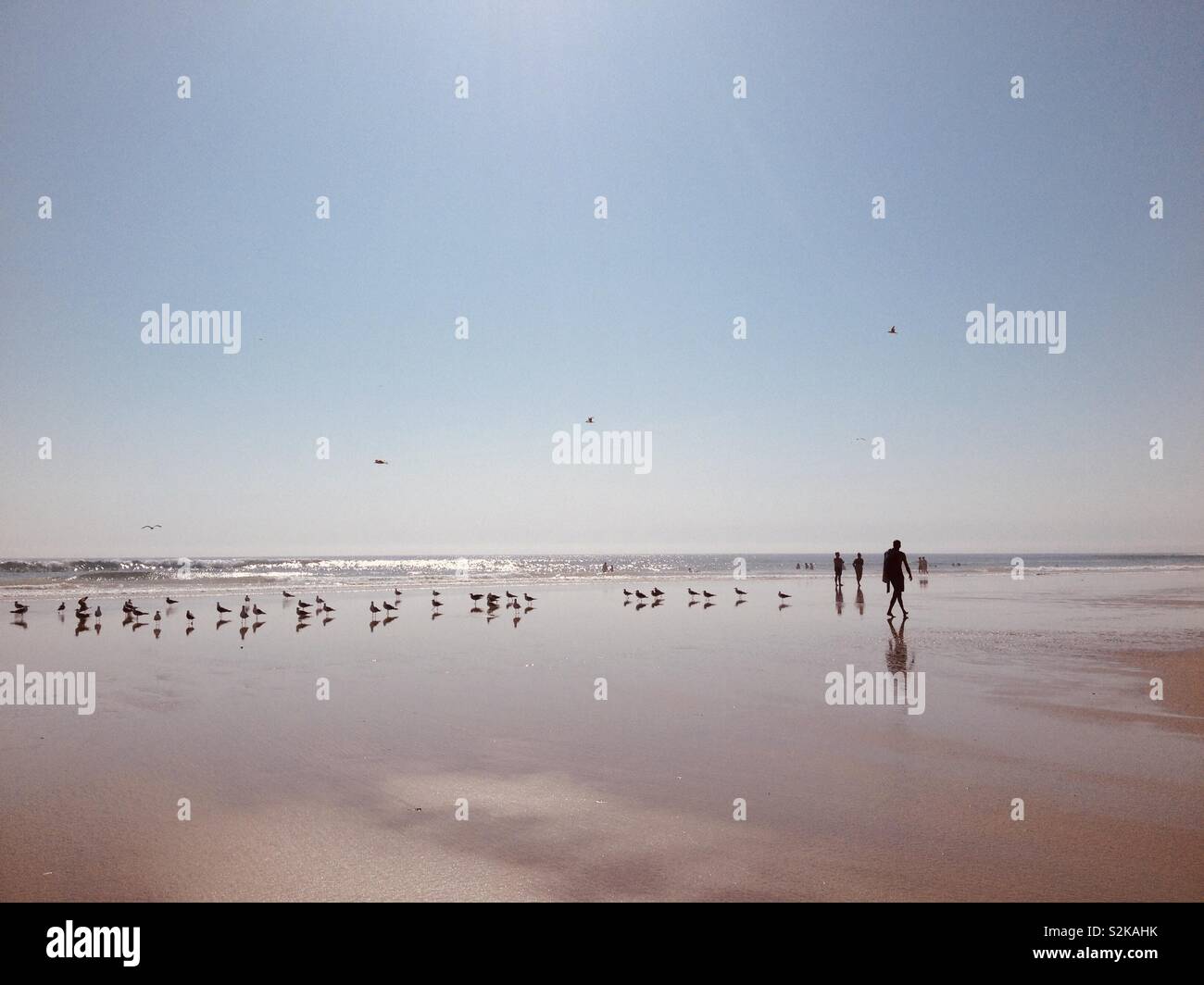 Silhouette von Menschen und die Möwen am Strand Stockfoto