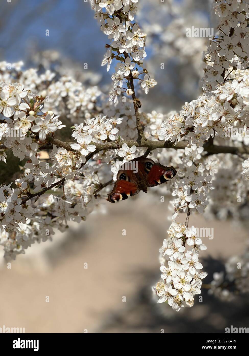 Schmetterling im Frühling Stockfoto