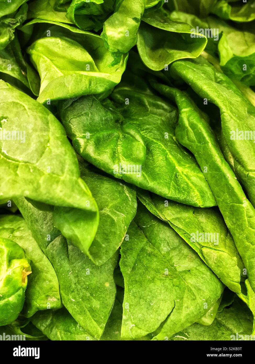 Full Frame von frischem perfekt reife grüne Spinat auf Display und zum Verkauf an die lokale Anbieter produzieren. Stockfoto