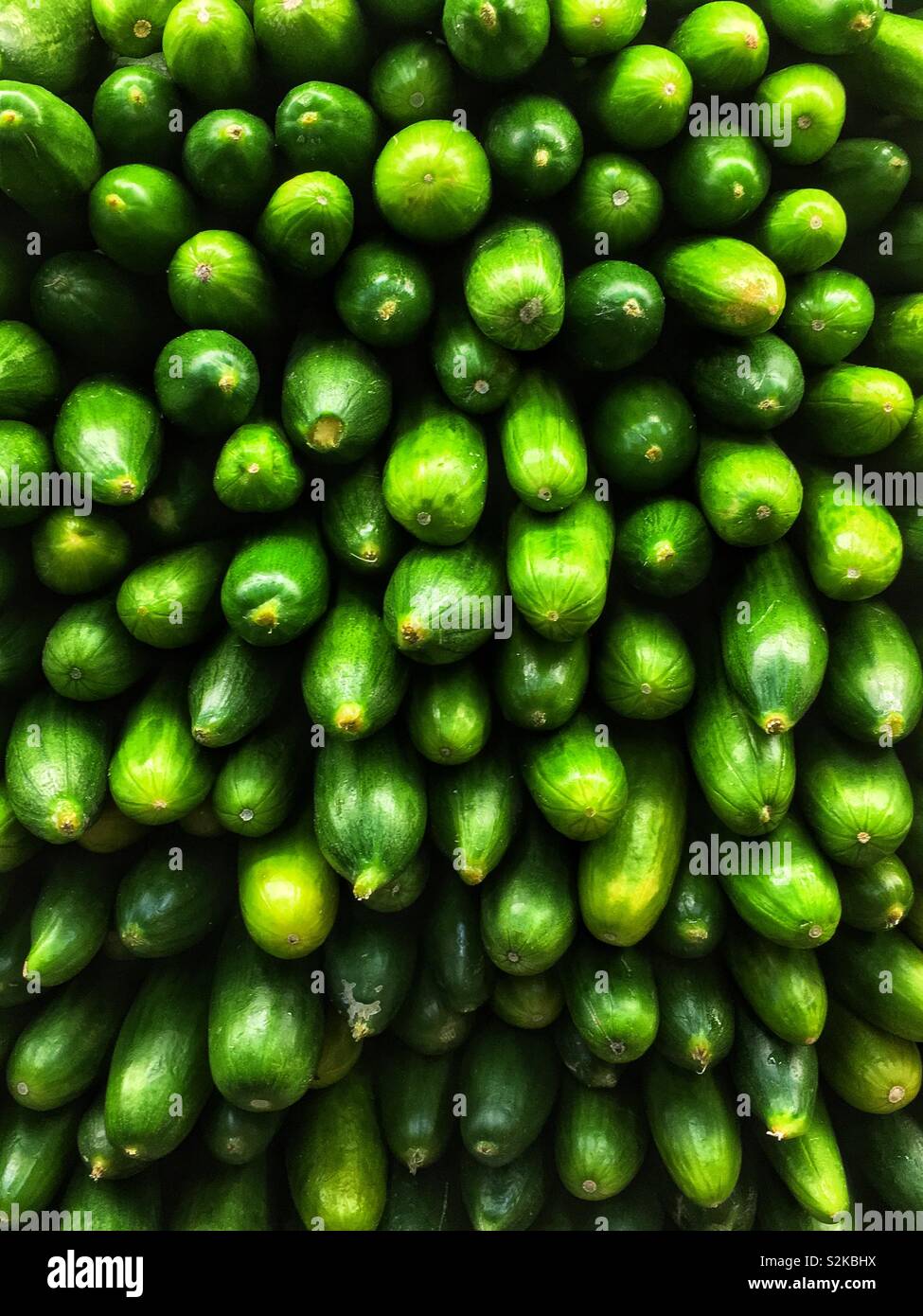 Full Frame von vielen Bauernhof frische reife Grüne Zucchini Squash auf Display und zum Verkauf an die lokale Anbieter produzieren. Stockfoto