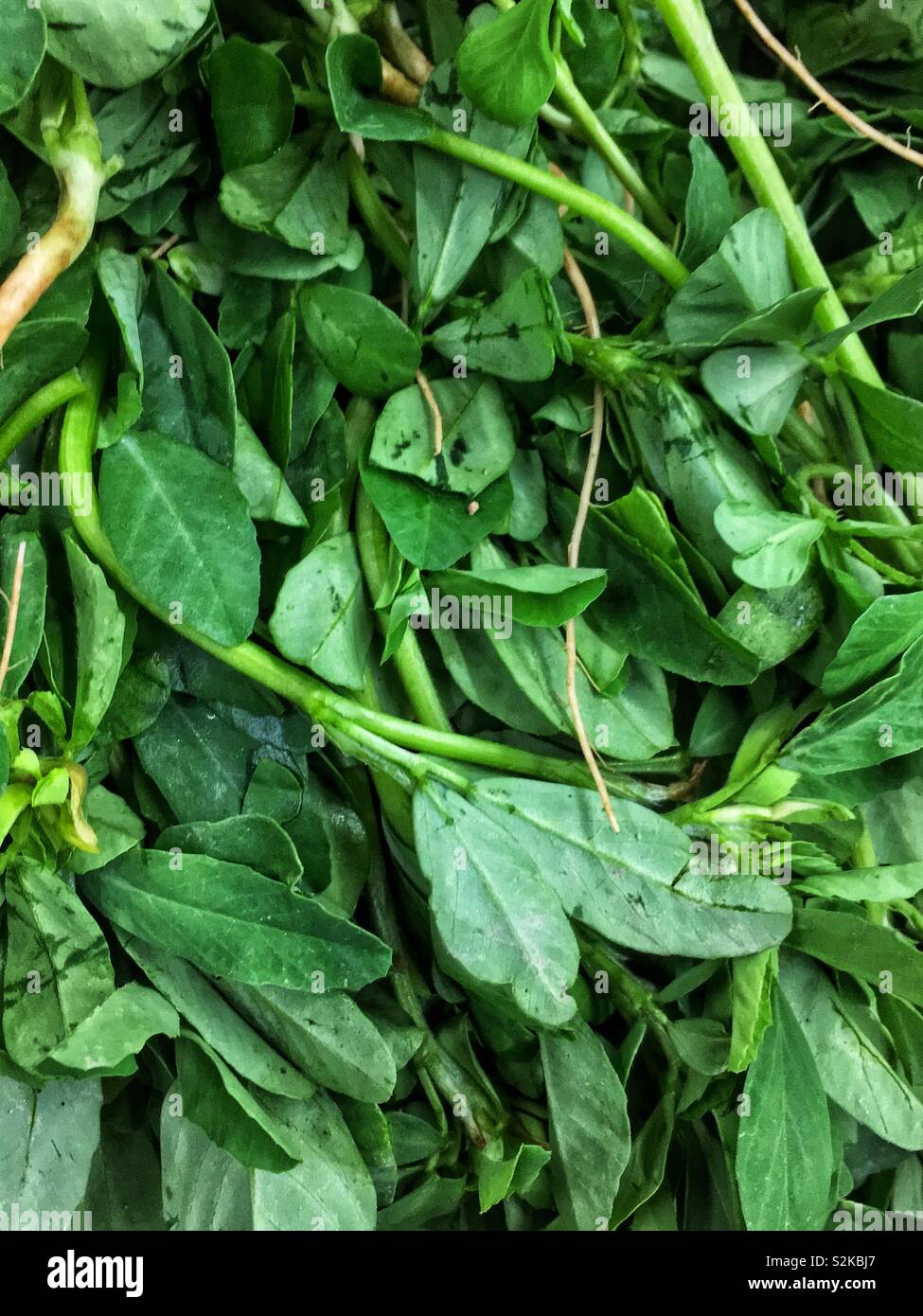 Full Frame von vielen Bauernhof frische reife methi Blätter auf dem Display und zum Verkauf an die lokale Anbieter produzieren. Stockfoto