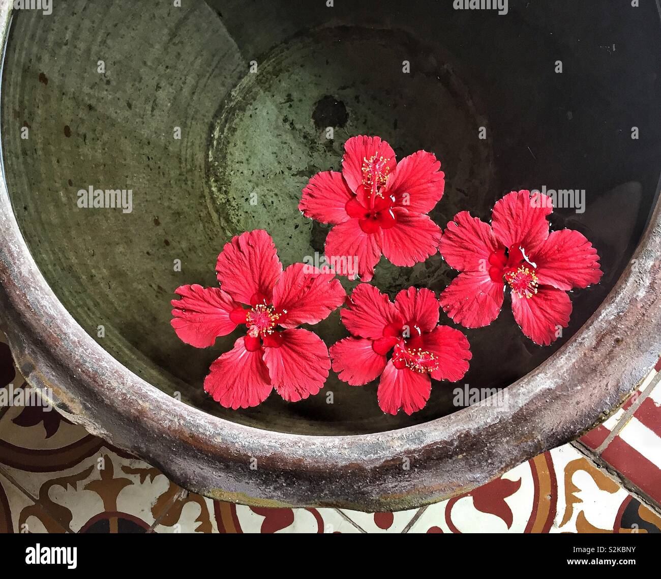 Hibiskus Blumen im Wasser, Wellness Limousine in Laos Stockfoto