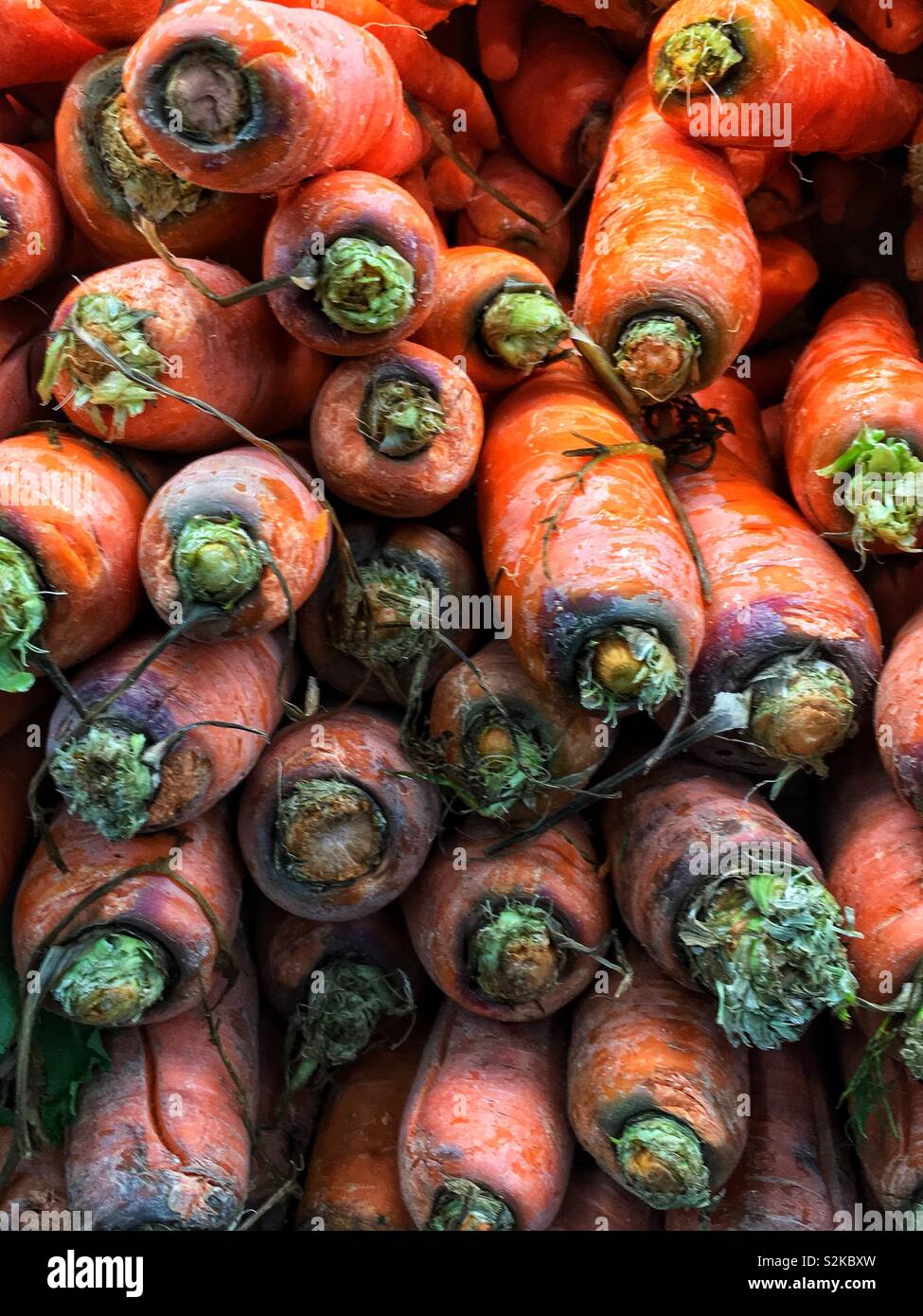 Full Frame der Bauernhof frische Karotten auf dem Display und zum Verkauf an die lokale Anbieter produzieren angehäuft. Stockfoto