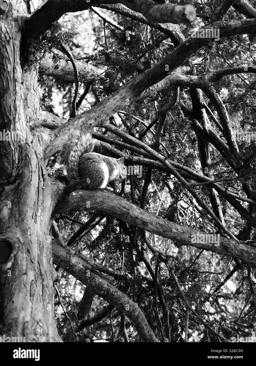 Eichhörnchen im Baum Stockfoto