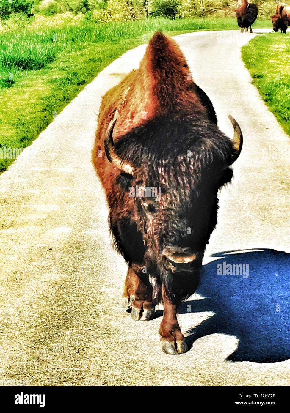 Mächtigen Bisons zu Fuß die Straßen Stockfoto