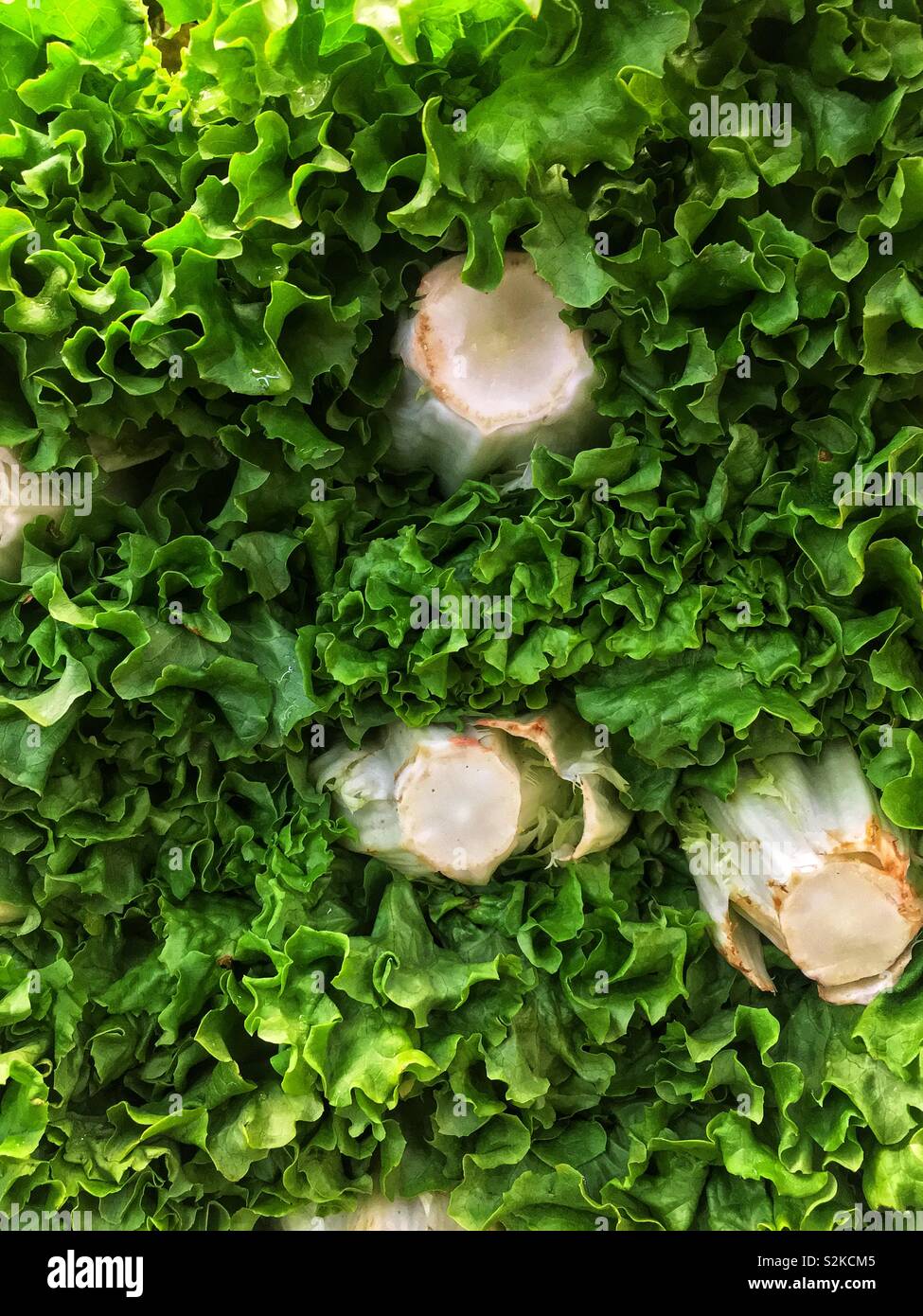 Full Frame der Bauernhof frische und köstliche Reif grün Blatt Salat Salat gestapelt und hoch gestapelt und zum Verkauf an die lokale Anbieter produzieren. Stockfoto