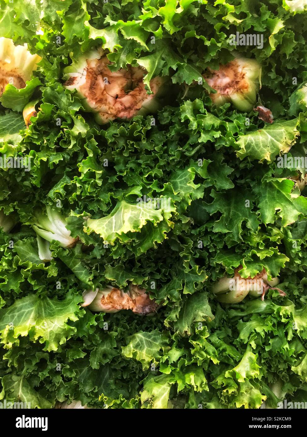 Full Frame von frische und köstliche perfekt reife grünes Blatt Salat Salat gestapelt und hoch gestapelt und angezeigt für den Verkauf am lokalen Anbieter produzieren. Stockfoto