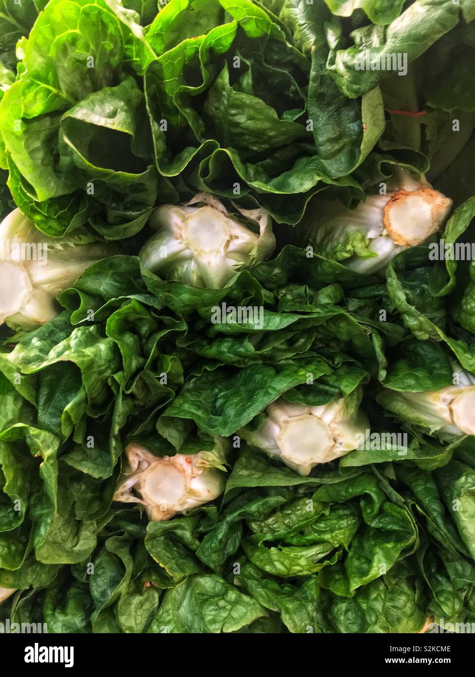 Full Frame von frische und köstliche reif Grün romaine Kopfsalat gestapelt und hoch gestapelt und angezeigt für den Verkauf am lokalen Anbieter produzieren. Stockfoto