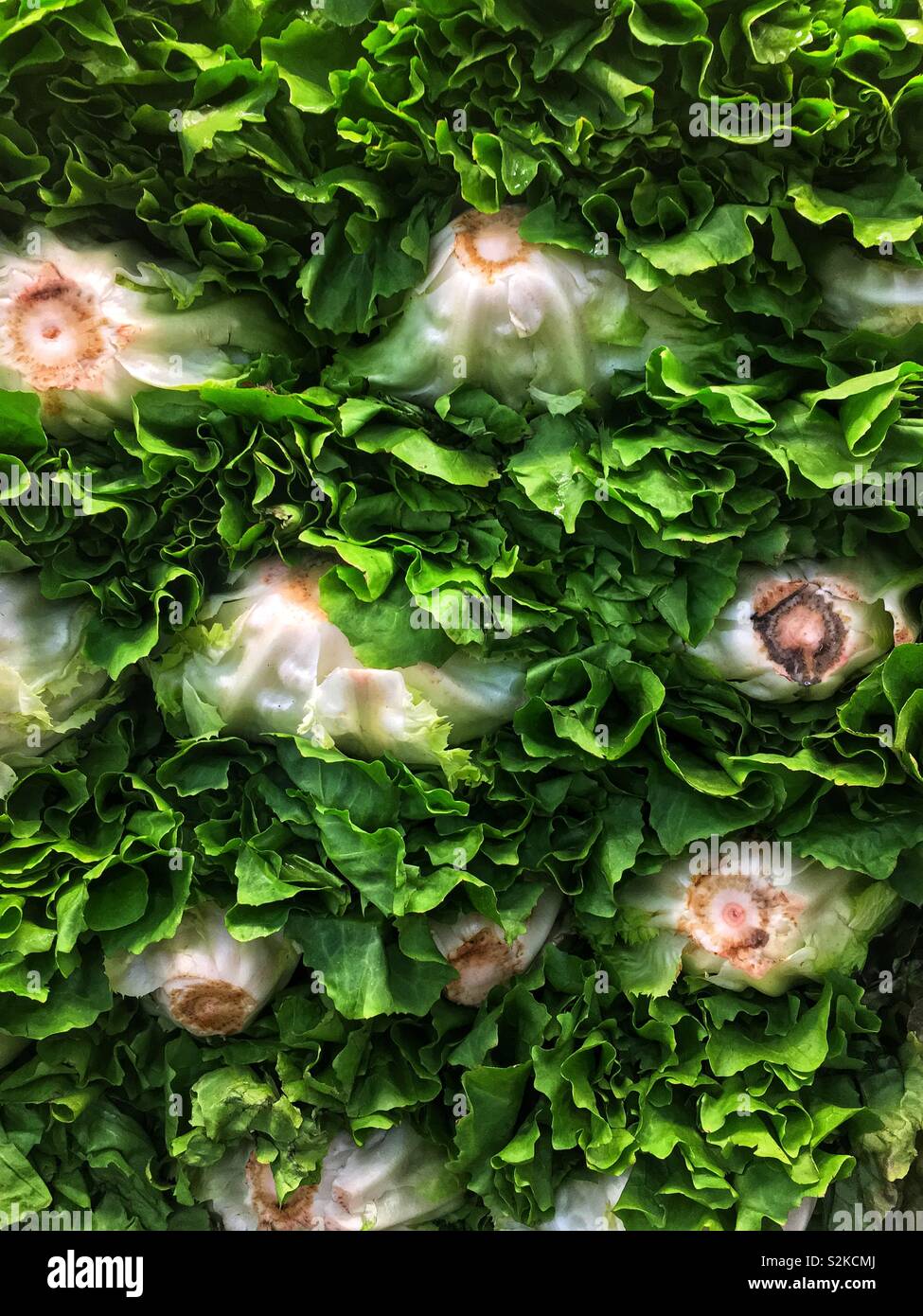 Full Frame von frische und köstliche reif Grün romaine Kopfsalat gestapelt und hoch gestapelt und angezeigt für den Verkauf am lokalen Anbieter produzieren. Stockfoto