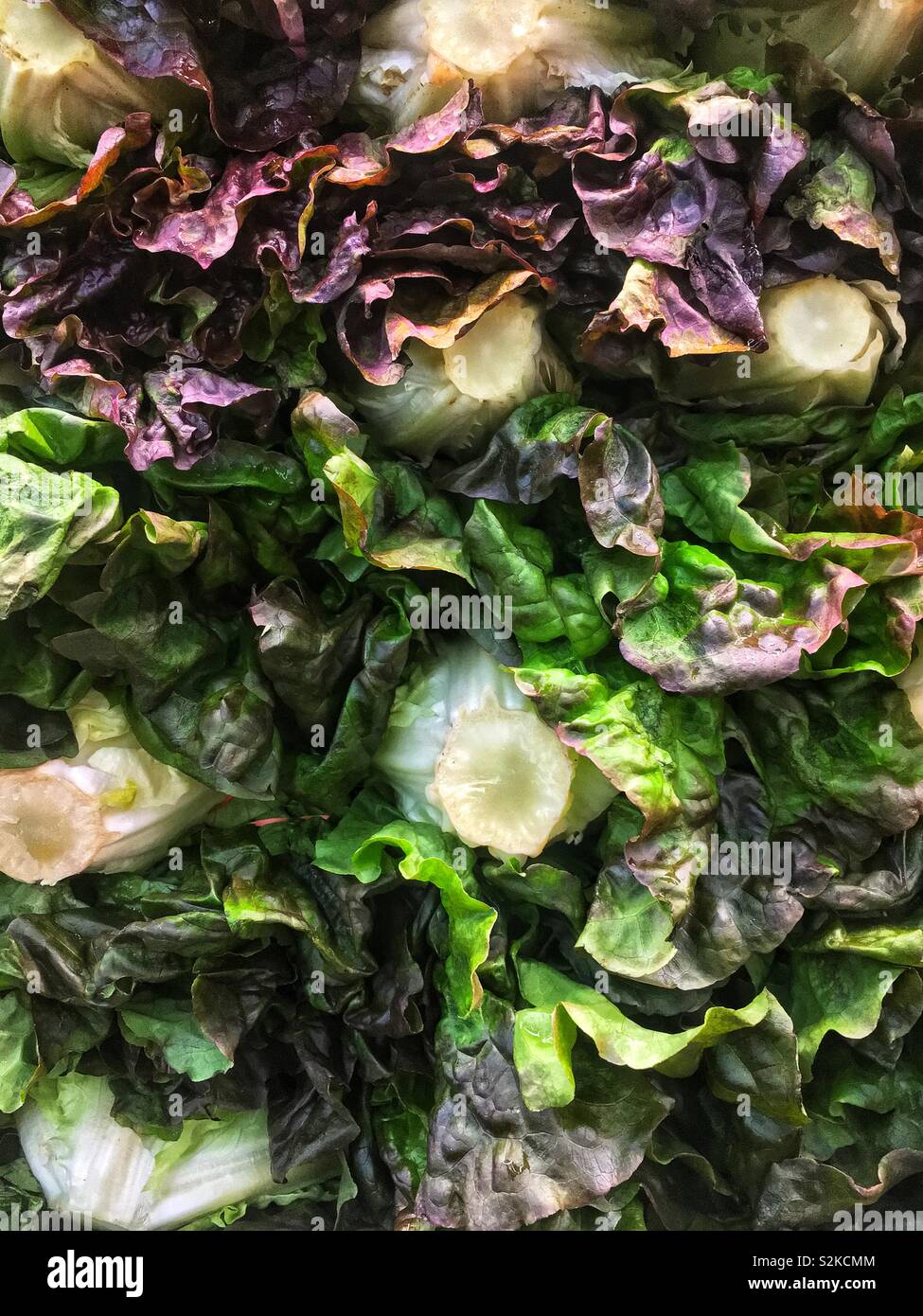 Full Frame von frische und köstliche reife rote Blatt Salat Salat gestapelt und hoch gestapelt und angezeigt für den Verkauf am lokalen Anbieter produzieren. Stockfoto