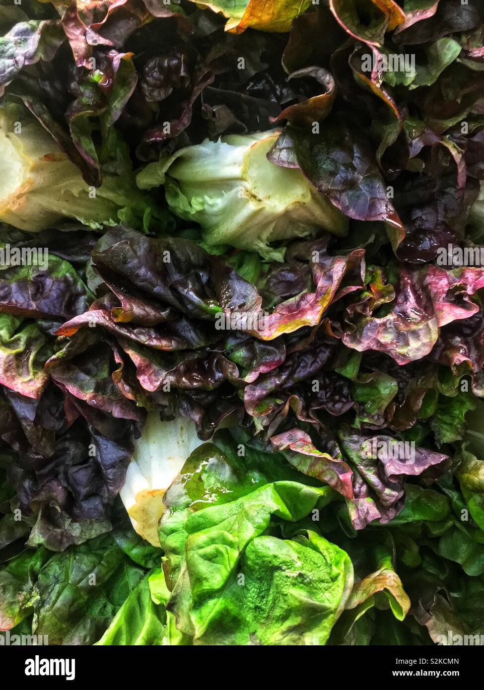 Full Frame von frische und köstliche reife rote Blatt Salat Salat gestapelt und hoch gestapelt und angezeigt für den Verkauf am lokalen Anbieter produzieren. Stockfoto