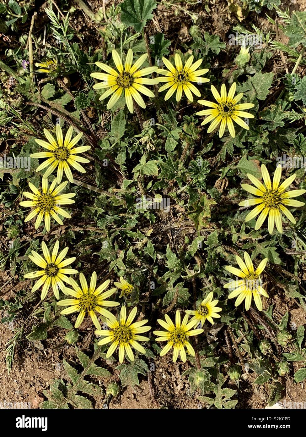Taraxacum californicum - Kalifornien Löwenzahn auf Coronado Island Kalifornien. Schöner Frühling Blumen sind überall in diesem Jahr aufgrund der reichlich Regen. - Smartphone-aufgenommenes Stockfoto