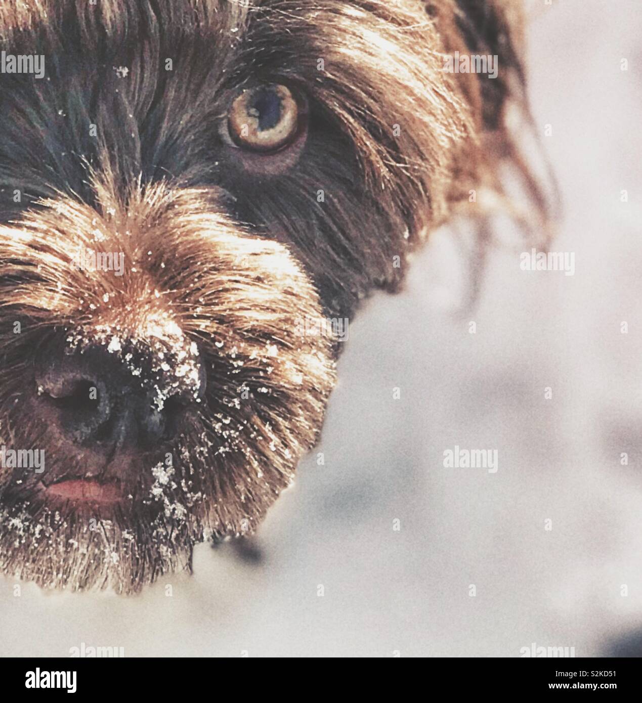 Nahaufnahme eines Hundes mit Schnee auf seinem Gesicht Stockfoto