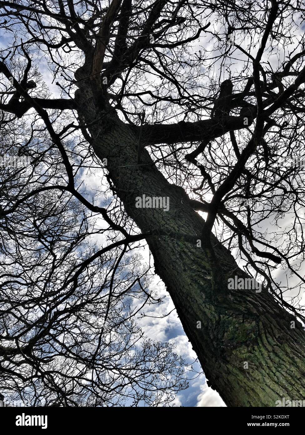 Baum im winter - Smartphone-aufgenommenes Stockfoto