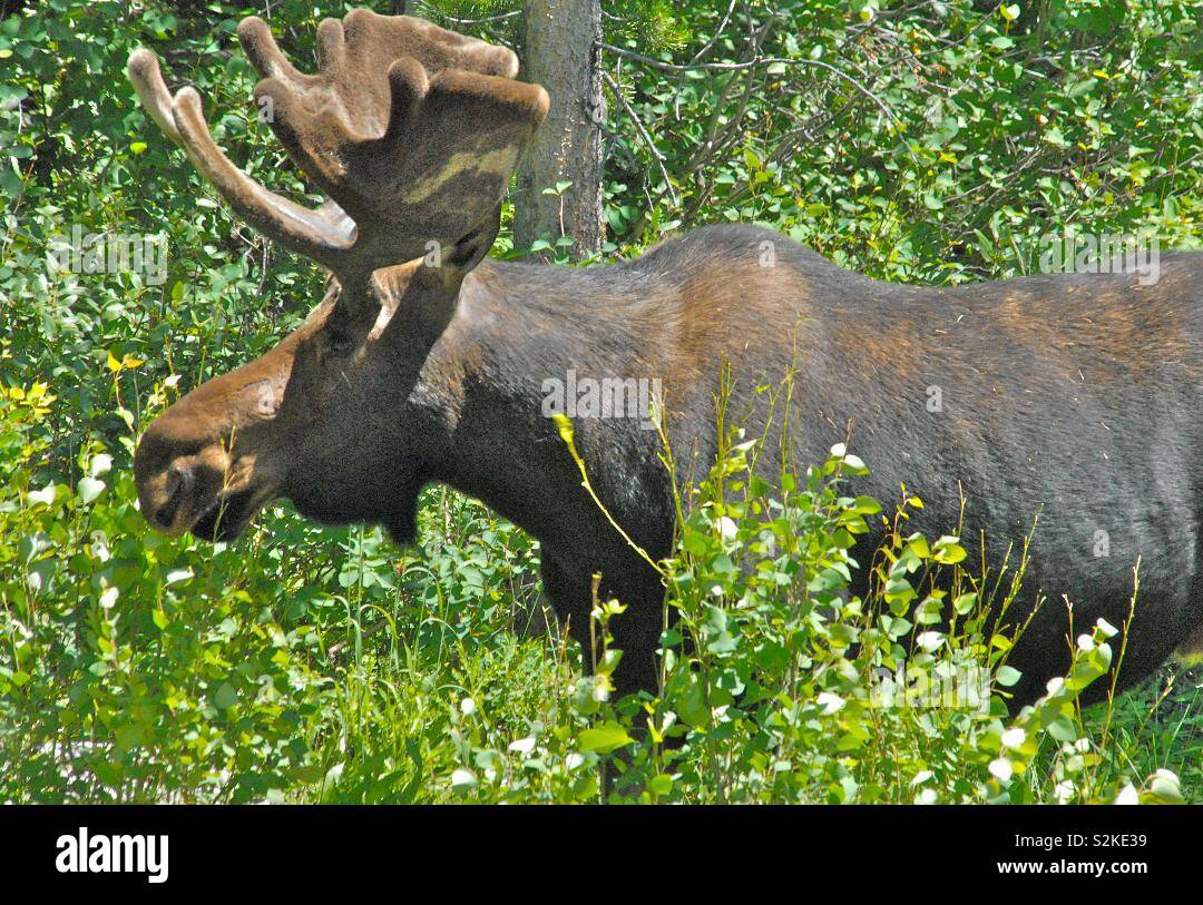 Große Bull Moose in der Wildnis von Grand Teton Mountains in Wyoming USA Stockfoto