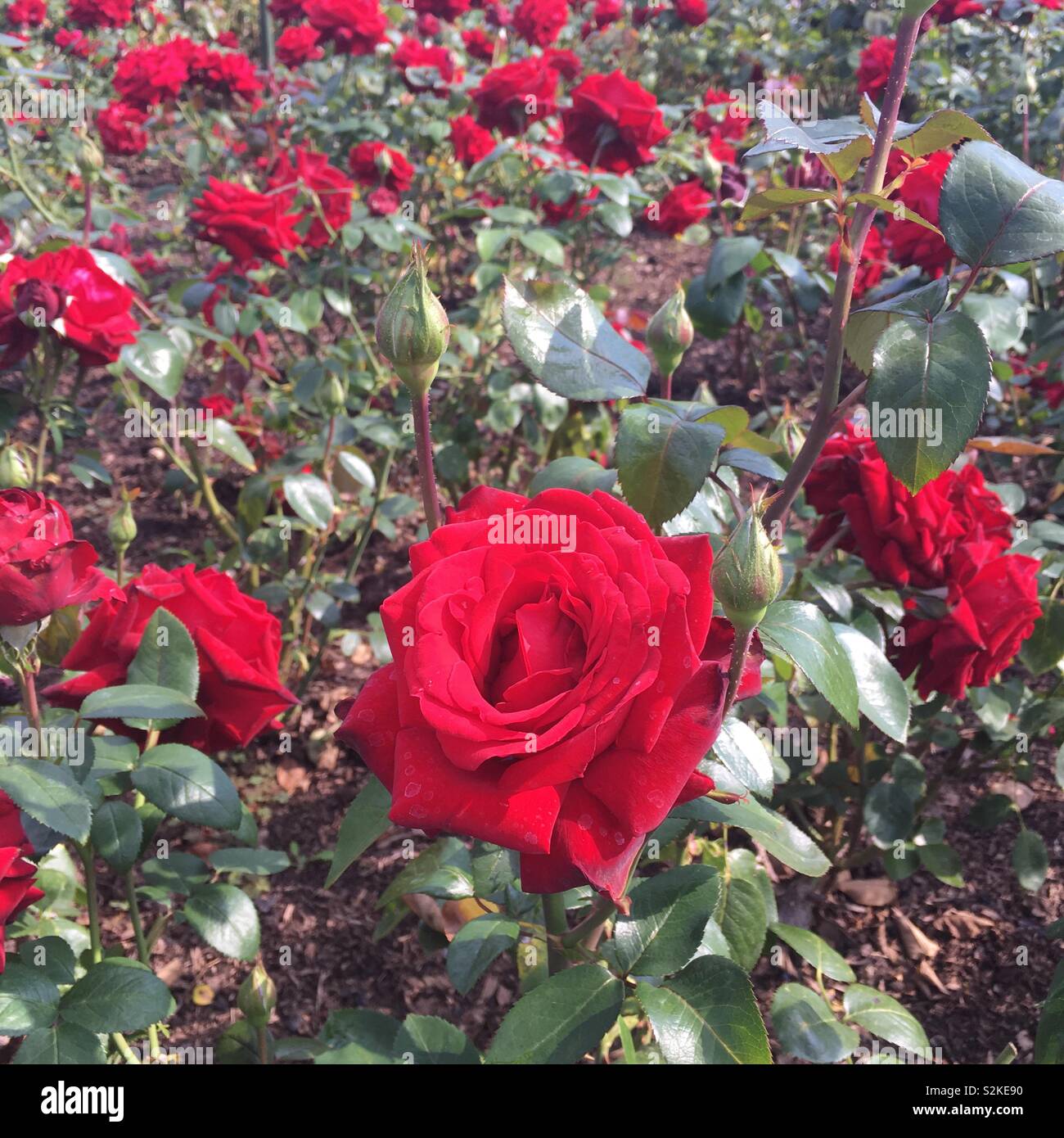 Roter Rosen Englischgarten Stockfotos und -bilder Kaufen - Alamy