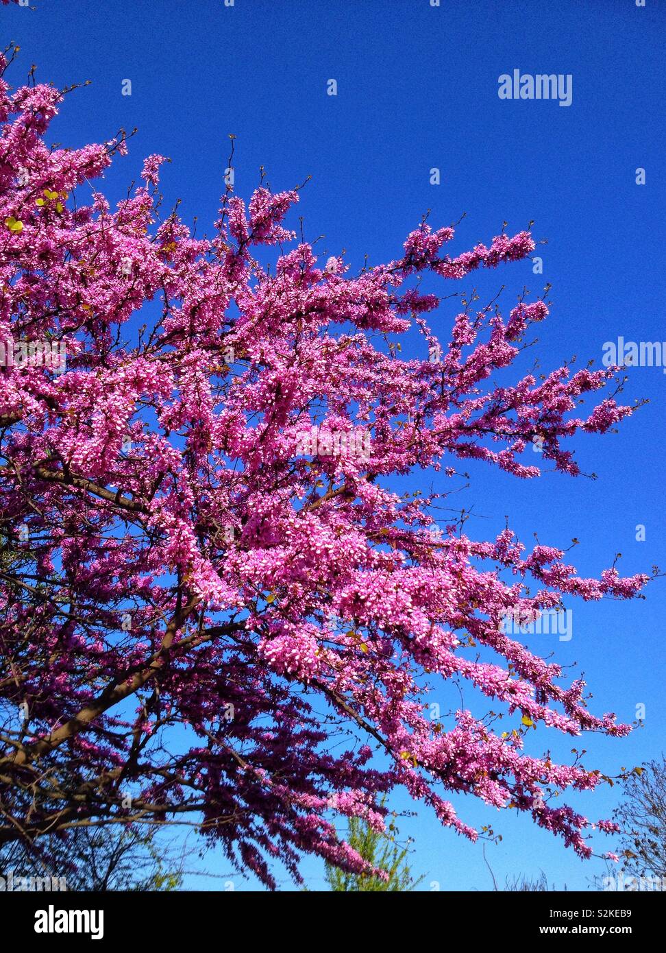 Judas Baum in voller Blüte Stockfoto