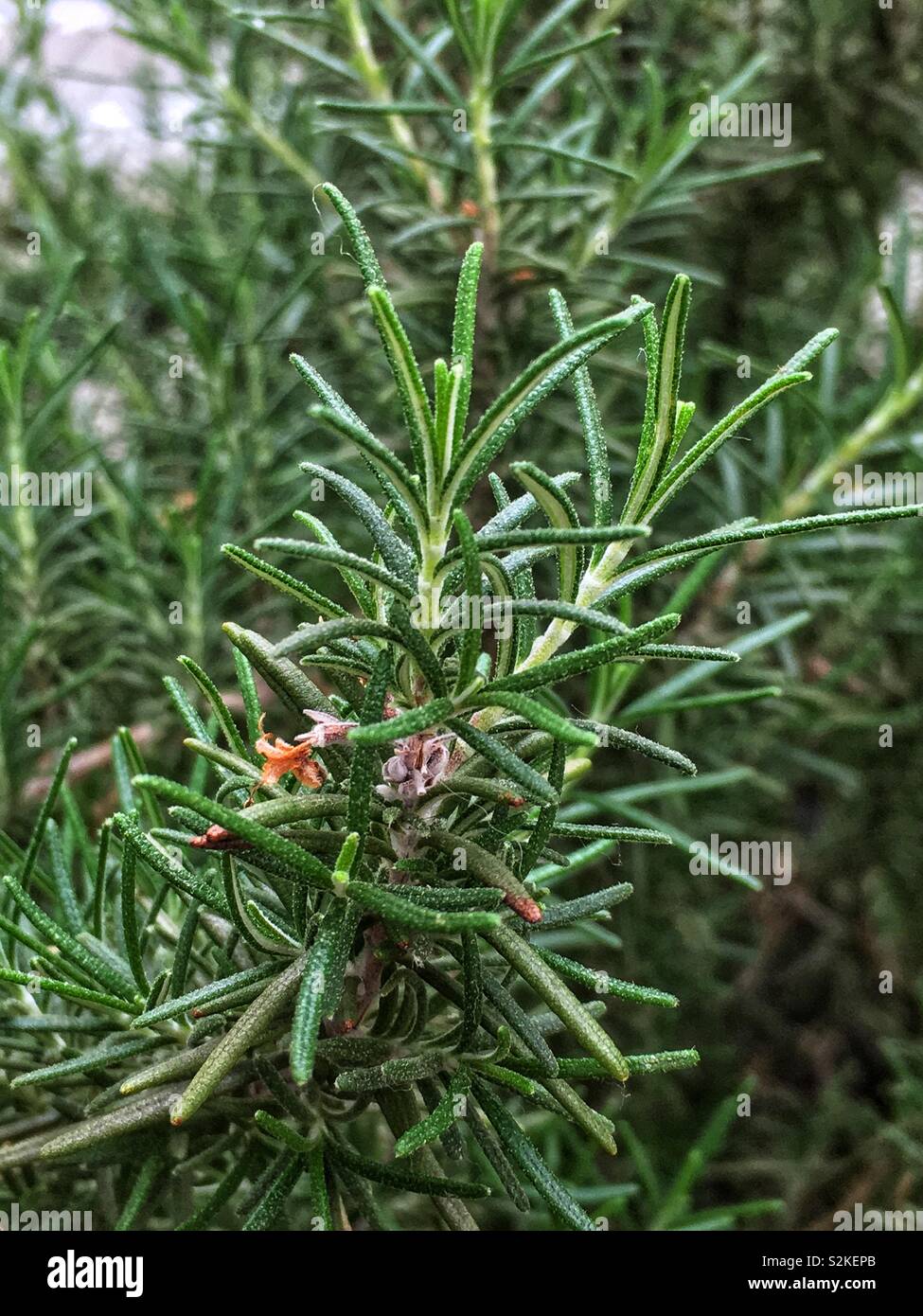 Frische perfekte aromatische Rosmarin Frühling, Rosmarinus officinalis, küchenkraut Anlage. - Smartphone-aufgenommenes Stockfoto