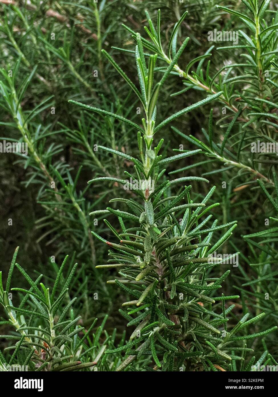 Frische perfekte aromatische Rosmarin Frühling, Rosmarinus officinalis, küchenkraut Anlage. - Smartphone-aufgenommenes Stockfoto