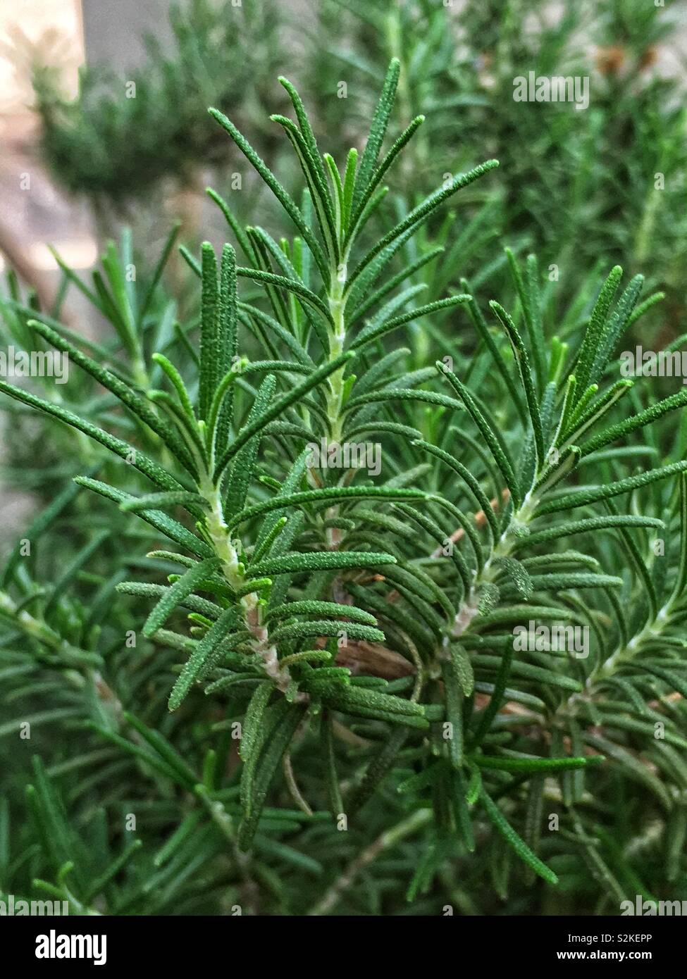 Frische perfekte aromatische Rosmarin Frühling, Rosmarinus officinalis, küchenkraut Anlage. - Smartphone-aufgenommenes Stockfoto