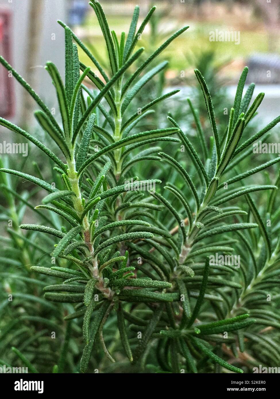 Frische perfekte aromatische Rosmarin Frühling, Rosmarinus officinalis, küchenkraut Anlage. - Smartphone-aufgenommenes Stockfoto
