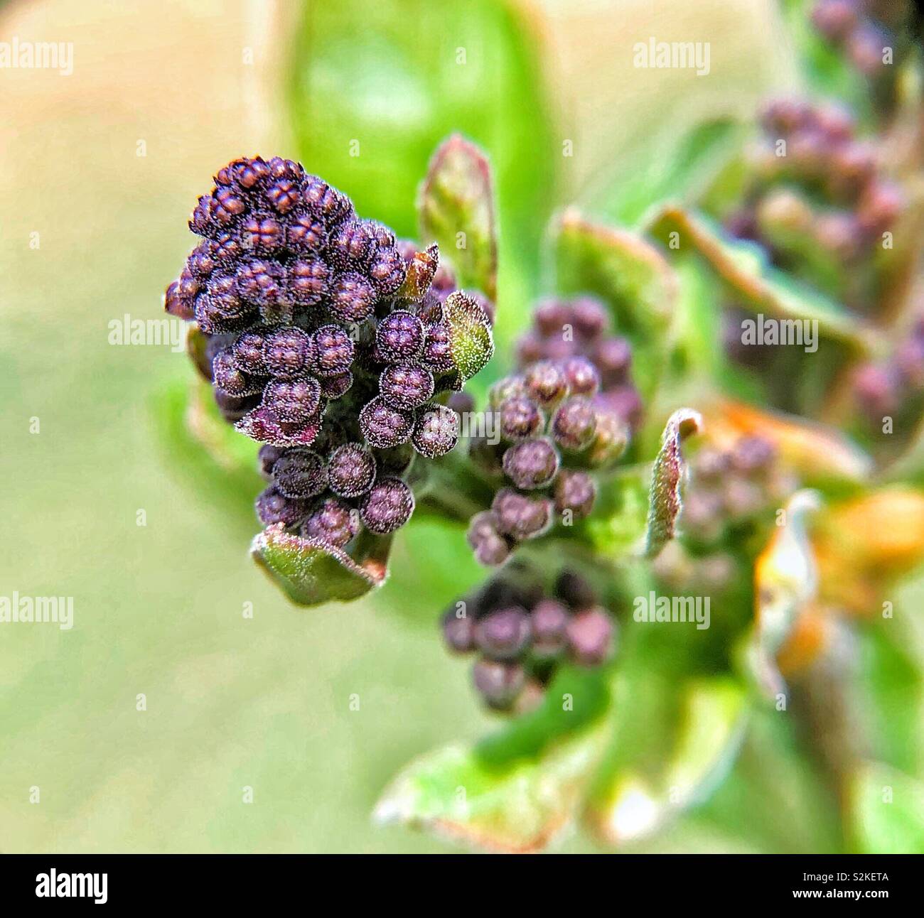 Lila Knospe vor der Blüte Stockfoto