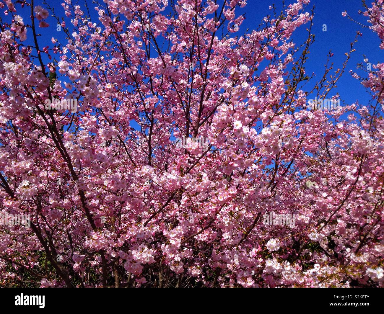 Ornamental Apple Tree in Bloom - Smartphone-aufgenommenes Stockfoto