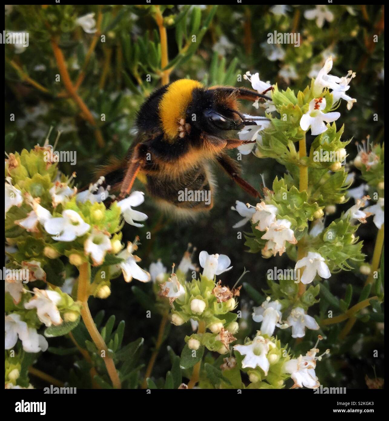Hummel auf blühende Thymian, Katalonien, Spanien. Stockfoto