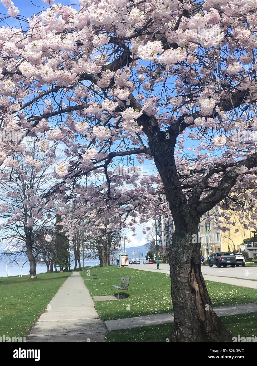 Frühling ist da Stockfoto