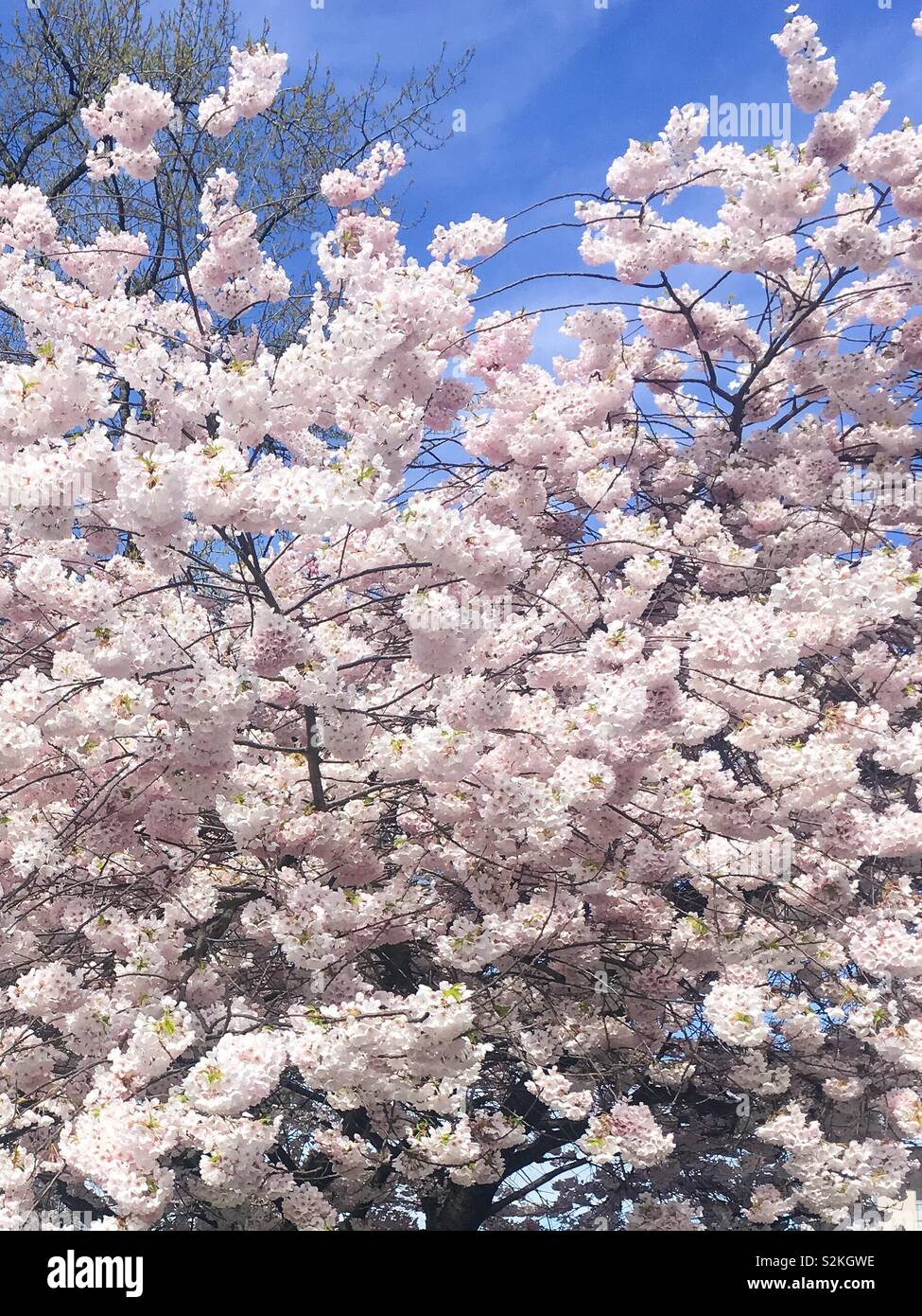 Blüten Stockfoto