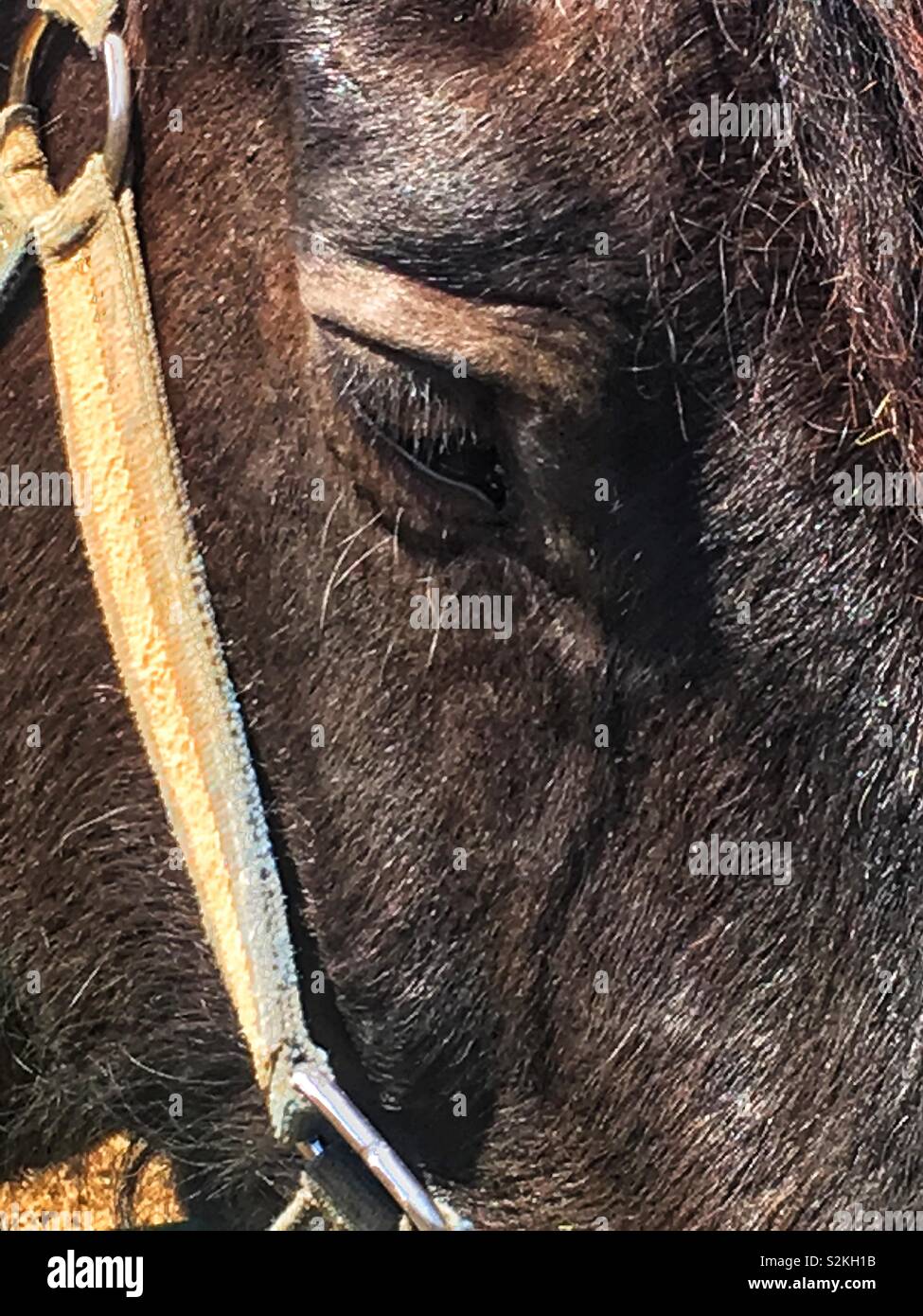 Traurig schwarzes Pferd mit super traurigen Augen. Stockfoto