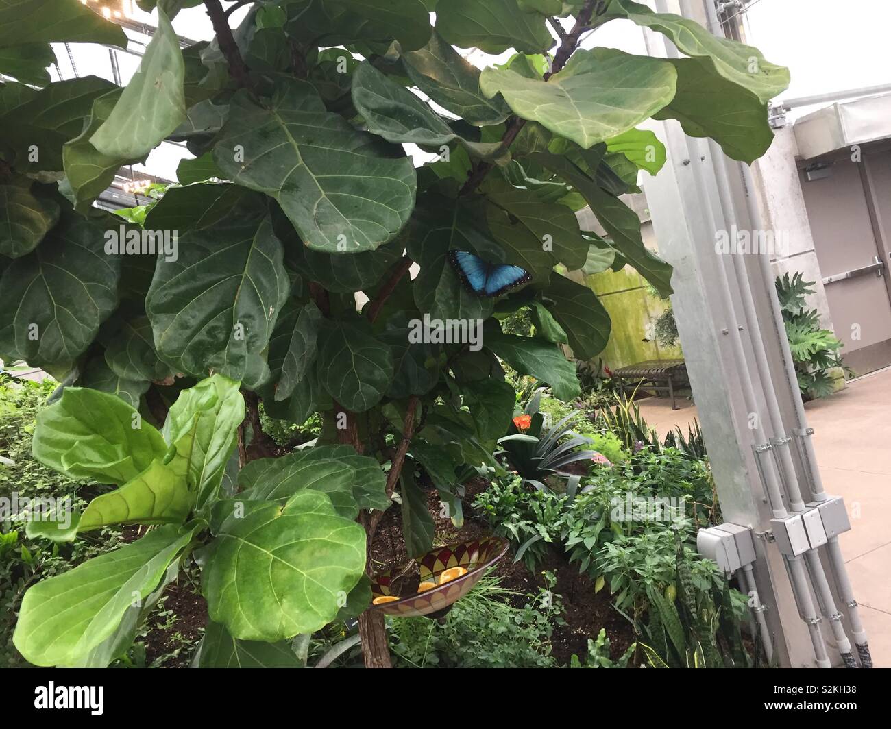 Schmetterlinge, wunderschöne Schmetterlinge, Natur Stockfoto