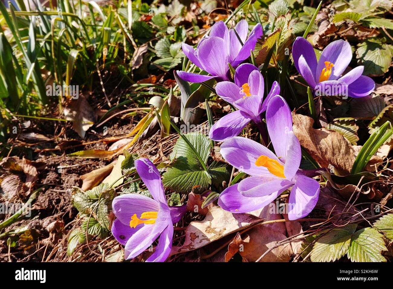 Krokusse blühen in suburban Garden in Bayern, Deutschland Ende März. Stockfoto