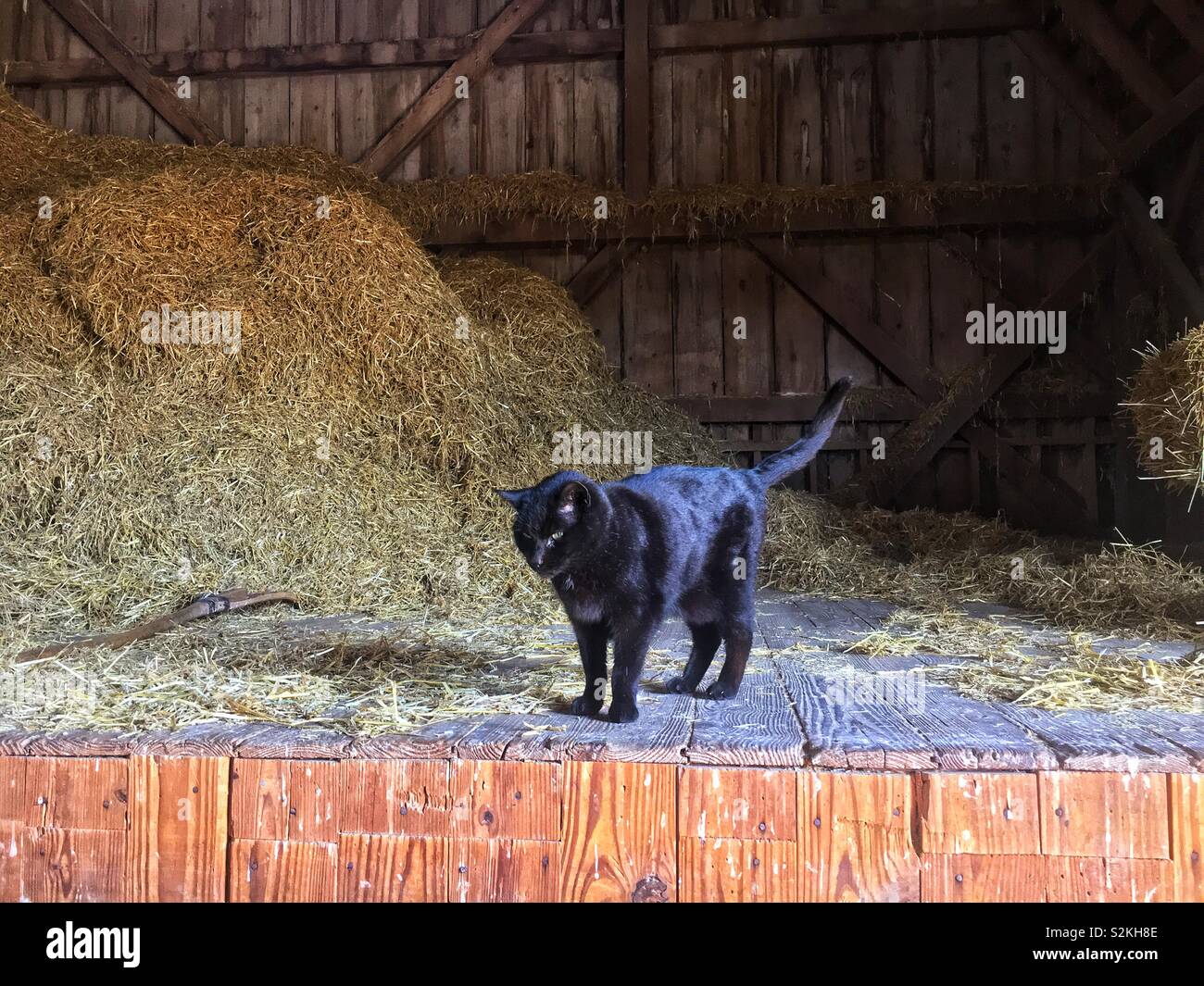 Schwarze Katze auf dem Bauernhof Wandern rund um das Innere einer Scheune, als ob es ein Schauspieler auf der Bühne zu agieren. Stockfoto