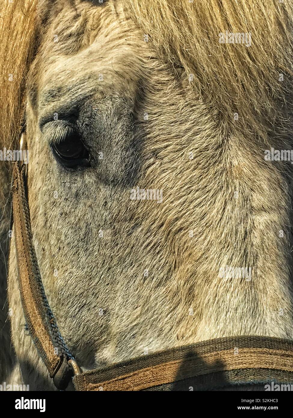 Eine traurige Augen einer sehr traurig trauern Pferd. Weltweit traurigste Pferd. Stockfoto