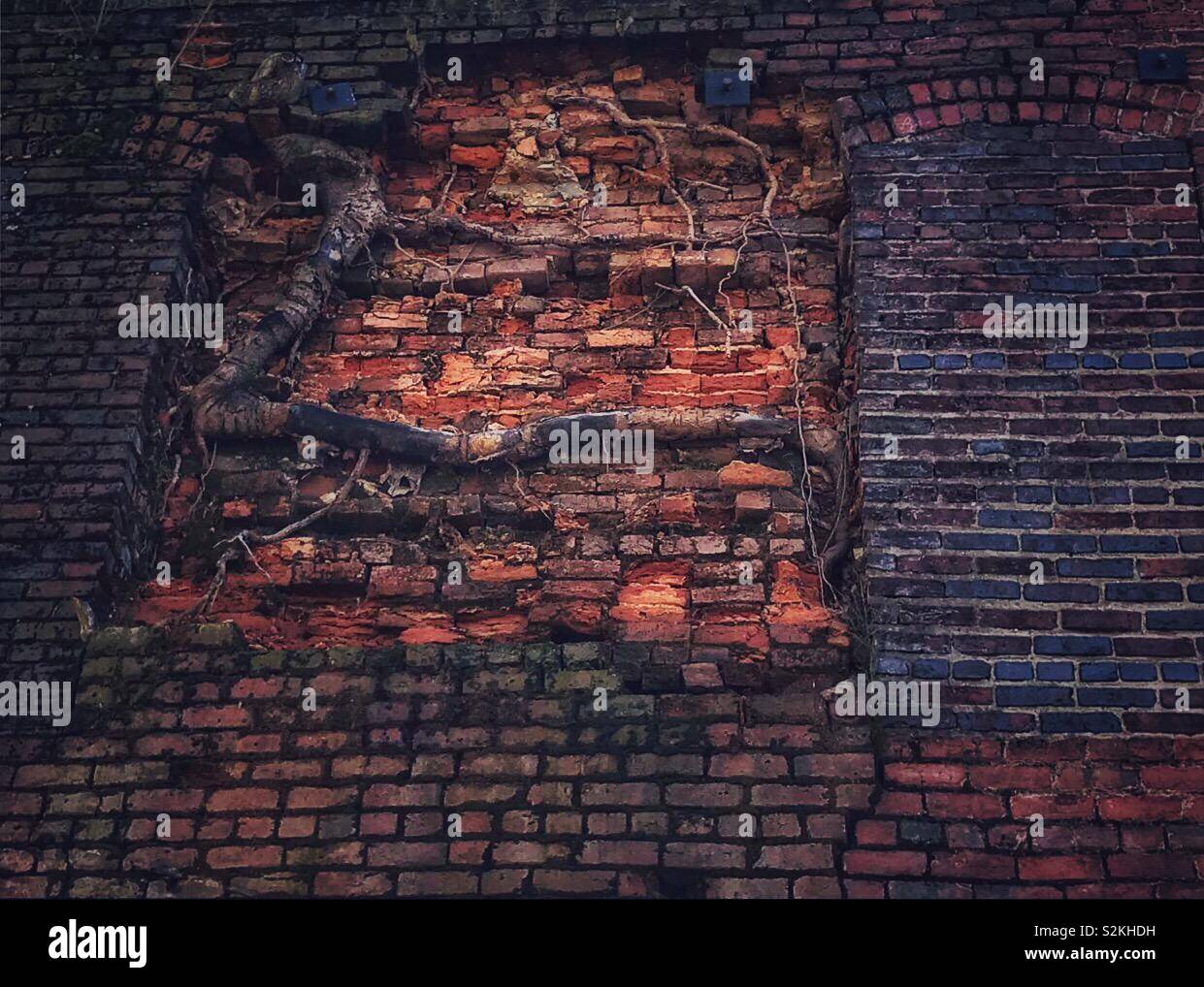 Irgendwie, Baumwurzeln unter Layer von Backstein tangled auf alten Store zurück in North Carolina - Smartphone-aufgenommenes Stockfoto