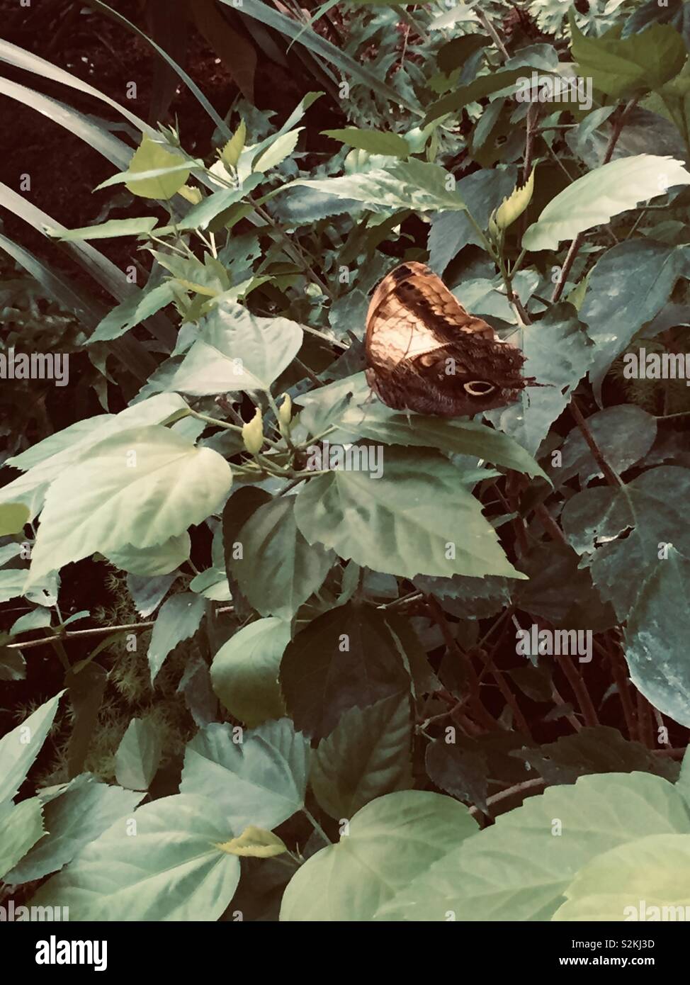 Üppige Grün ein Schmetterling gehockt und Fliegen in ihrem Lebensraum. Stockfoto