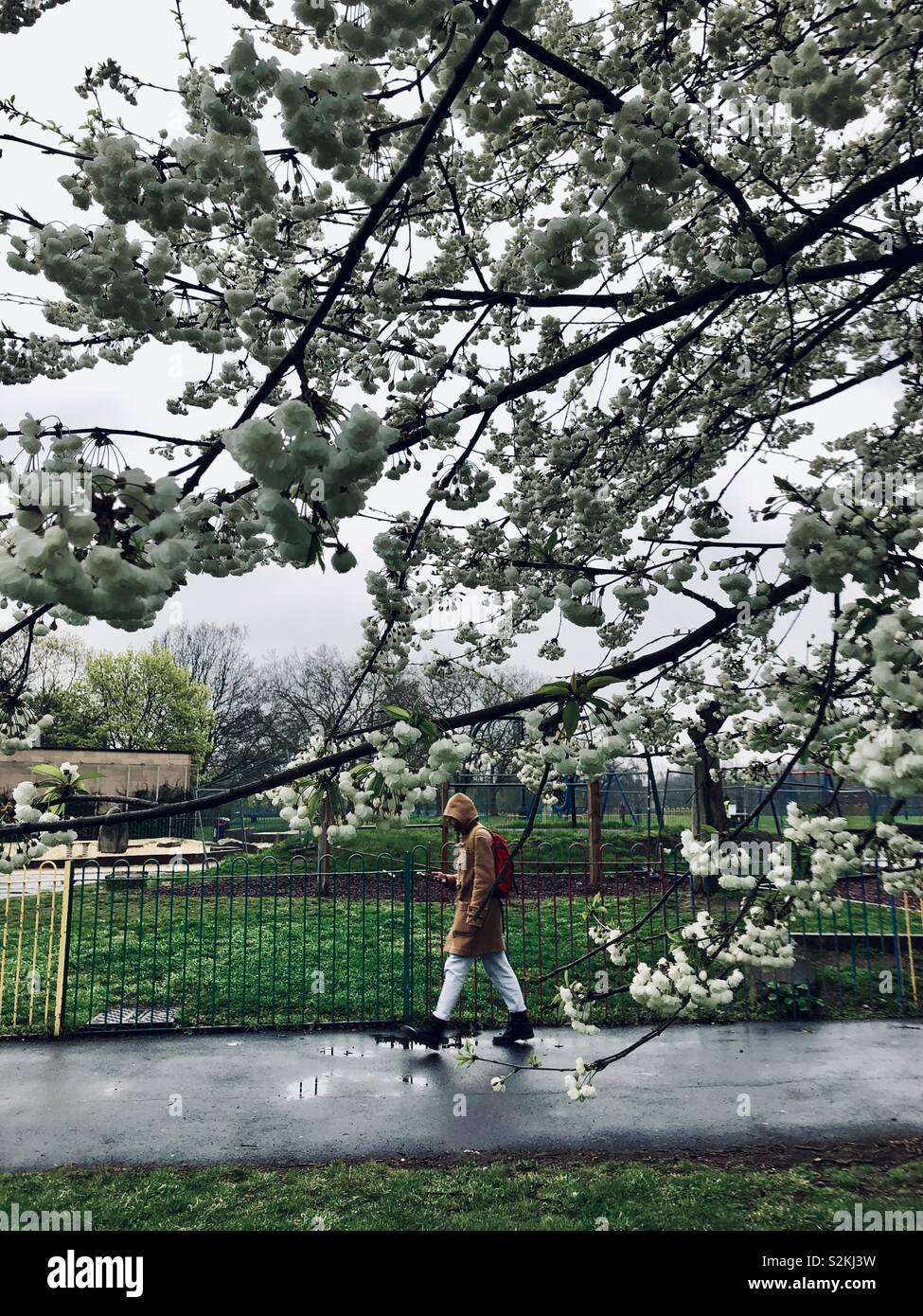 Mann vorbei, der Frühling blühen Bäume in einem Park in London, Großbritannien - Smartphone-aufgenommenes Stockfoto