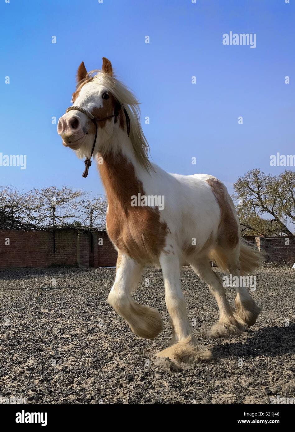 Junges Pferd unterwegs. Stockfoto