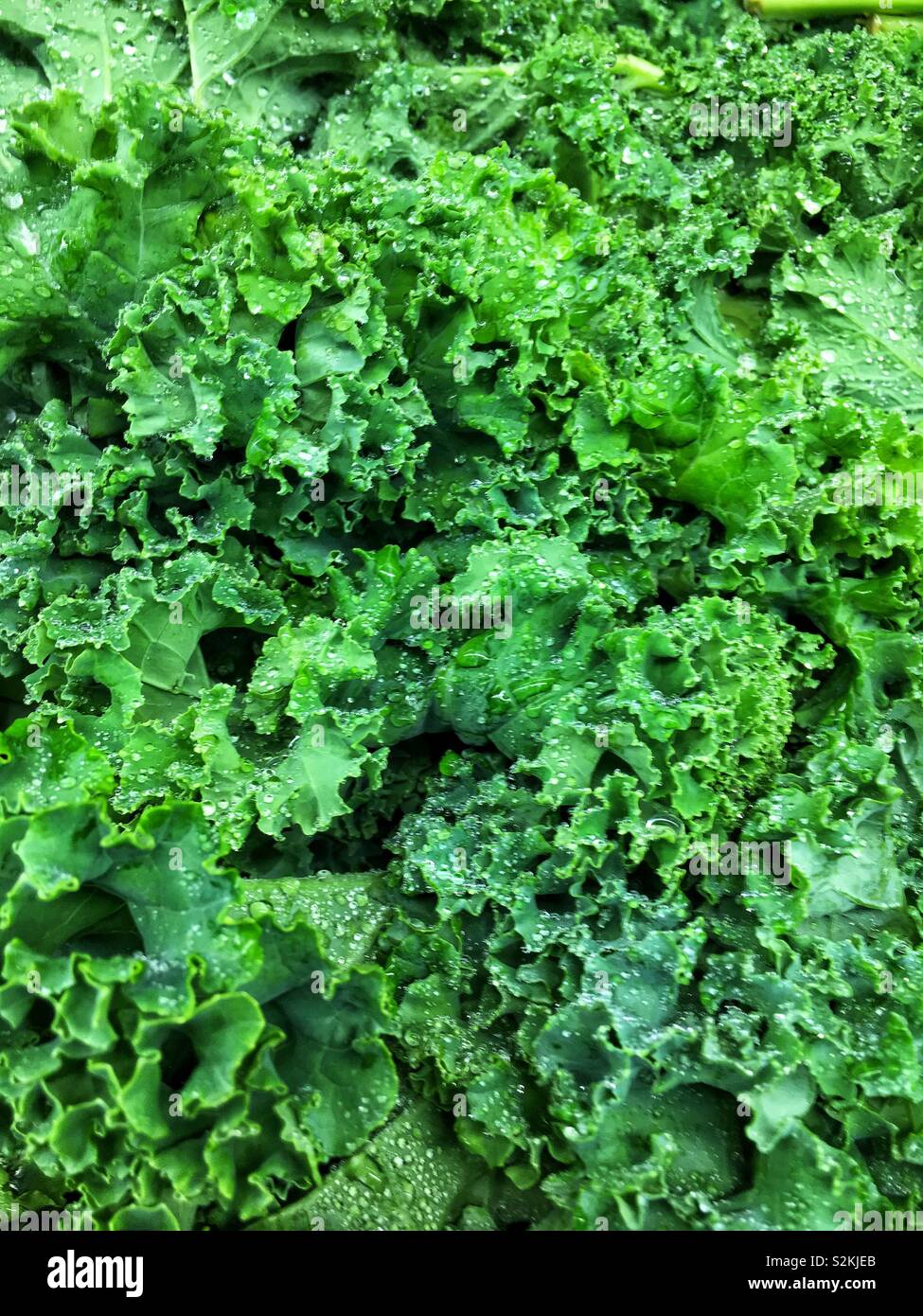 Full Frame der perfekte Wahl frische und köstliche grün Grünkohl, Kohl, und Brassica oleracea auf Display und für den Verkauf auf dem lokalen Markt produzieren. Stockfoto