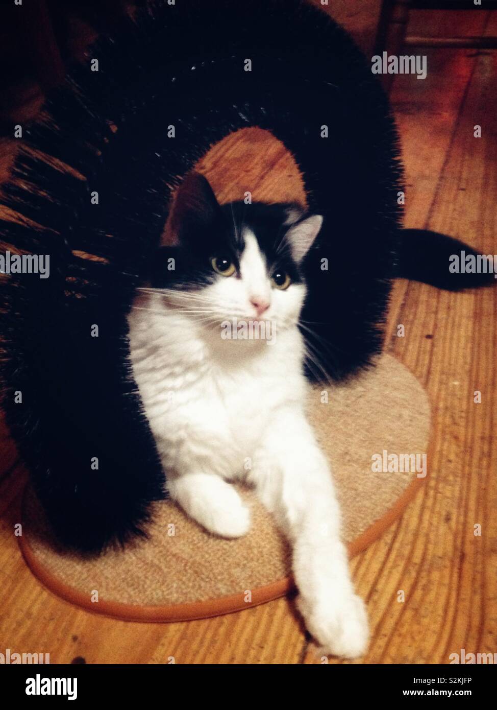 Schwarze und weisse Langhaarkatze erstreckt sich auf ihre Katze bürsten Spielzeug Stockfoto