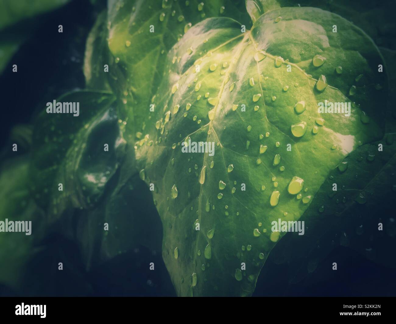 Nahaufnahme der grüne Blätter mit Wassertropfen. Saisonale Konzept. Regen und Tau - Smartphone-aufgenommenes Stockfoto