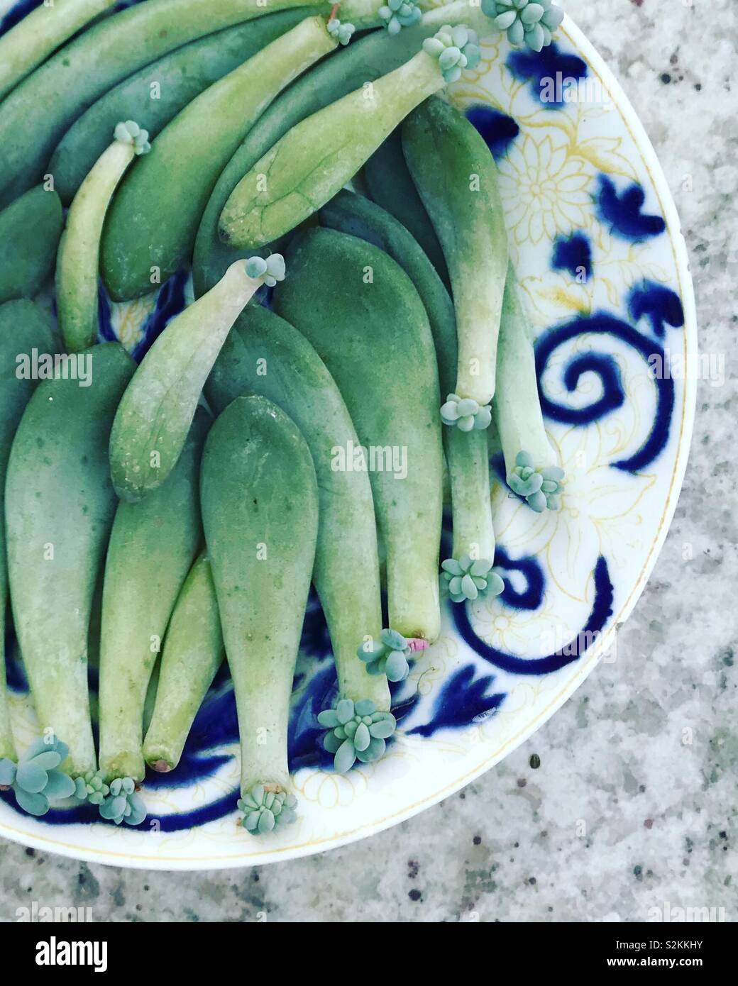 Vermehrungsmaterial Sukkulenten, exotischen Pflanzen, zarten Pflanzen, Wintergarten Garten- und Zimmerpflanzen Stockfoto