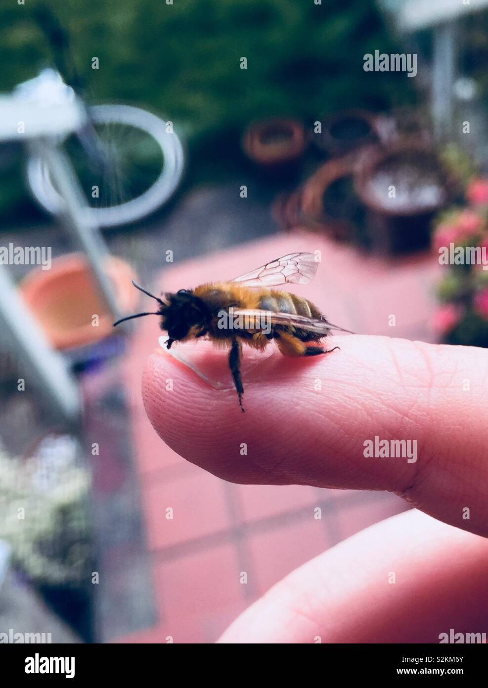 Die Rettung einer Biene von der Veranda - Smartphone-aufgenommenes Stockfoto