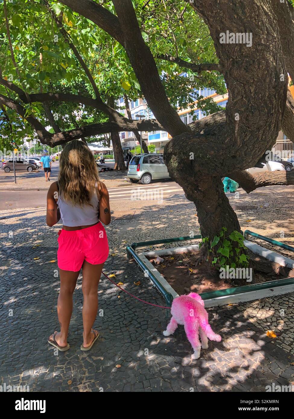 Eine Frau geht ihr rosa gefärbt Pudel in Copacabana, Rio de Janeiro, Brasilien. Stockfoto