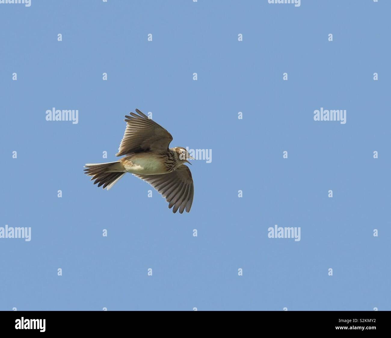 Feldlerche Singen gegen den blauen Himmel Stockfoto